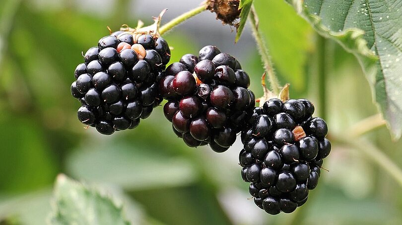 Drei reife Brombeeren hängen nebeneinander am Strauch.
