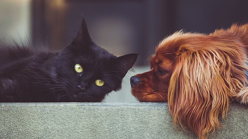 Katze und Hund