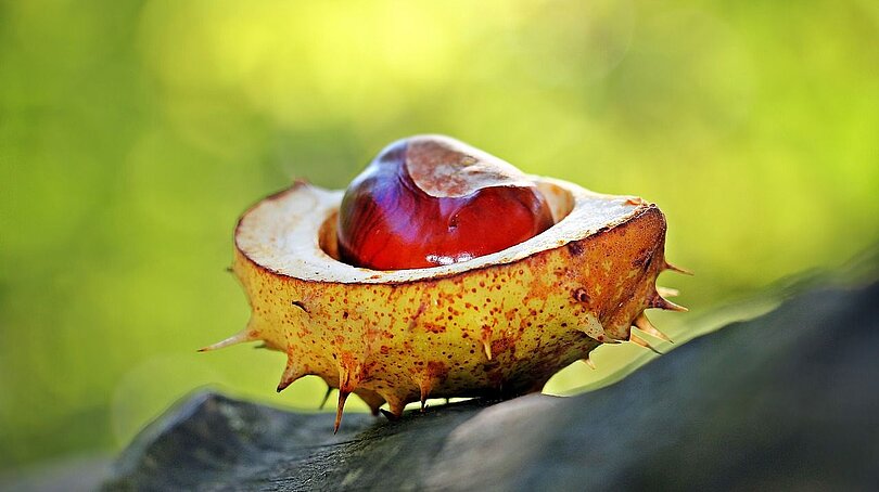 Eine braune, glänzende Kastanie liegt noch in einer halben Schale auf einem Stück Holz und vor grünem Hintergrund