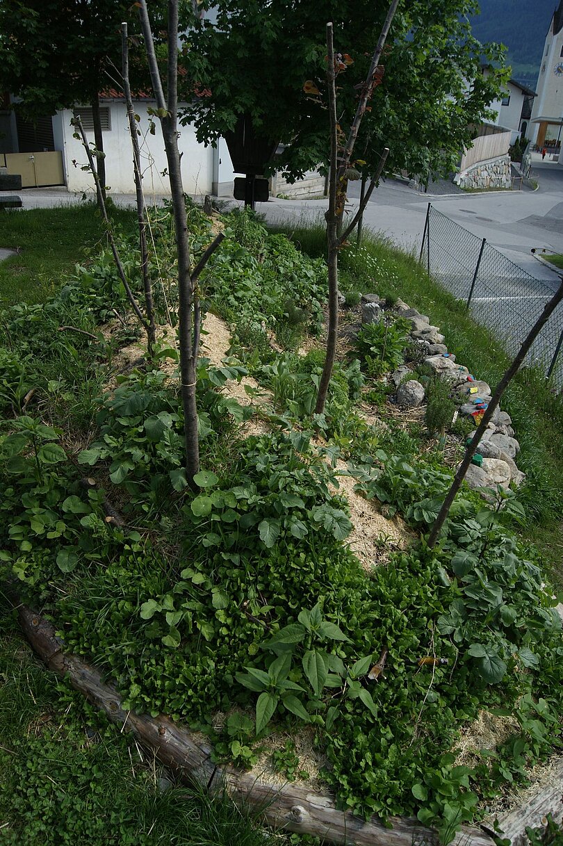 Das Hügelbeet im Frühjahr. Die ersten Pflanzen wachsen schon. 