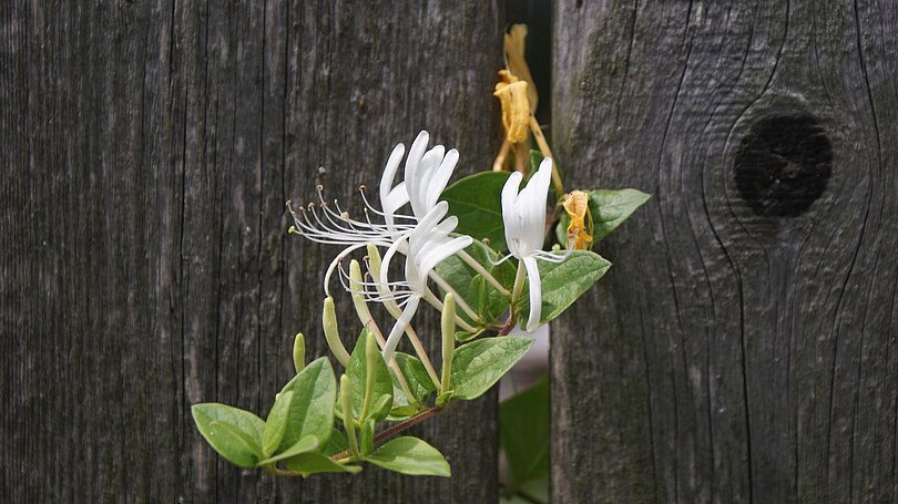 Der Treib einer Blume wächst zwischen zwei Zaunlatten heraus.